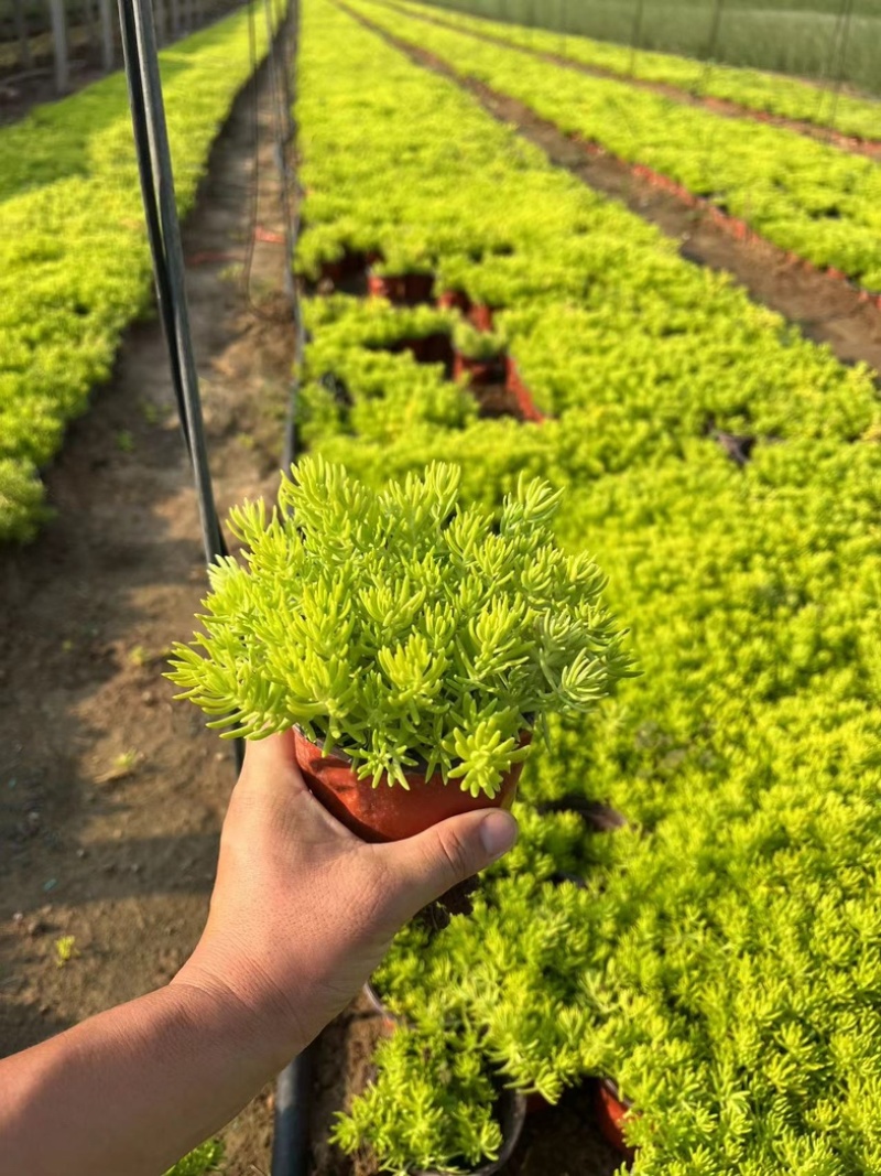 金叶佛甲草佛甲草供应金叶佛甲草一手货源