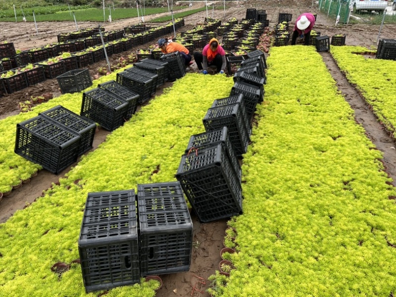 金叶佛甲草佛甲草供应金叶佛甲草一手货源