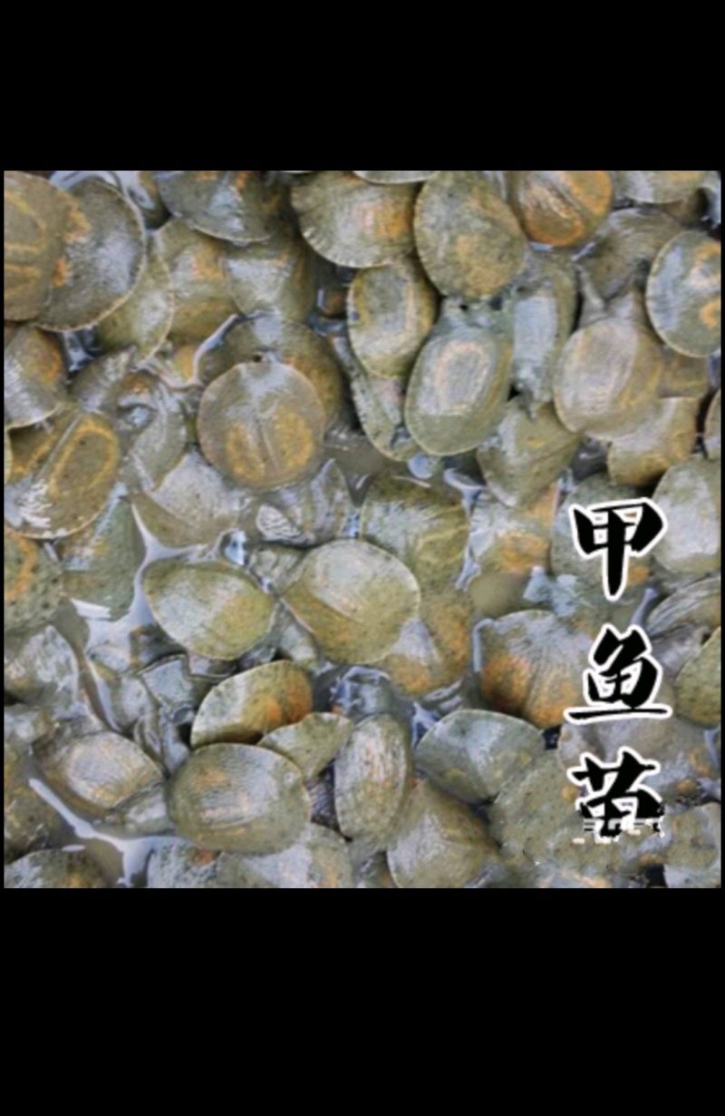 甲鱼苗10-15克农户自养，绿色无公害