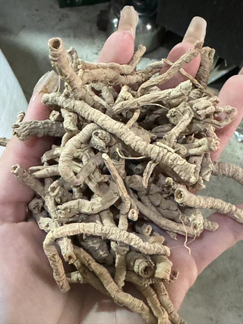 远志筒精品远志抽芯率98%万信药业只做精品从优
