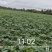 100多亩土豆，准备开挖，有老板收购吗？