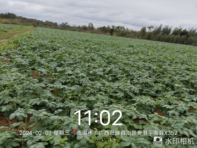 100多亩土豆，准备开挖，有老板收购吗？