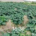 100多亩土豆，准备开挖，有老板收购吗？