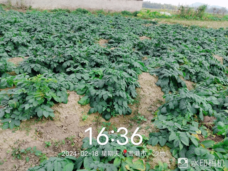100多亩土豆，准备开挖，有老板收购吗？