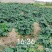 100多亩土豆，准备开挖，有老板收购吗？