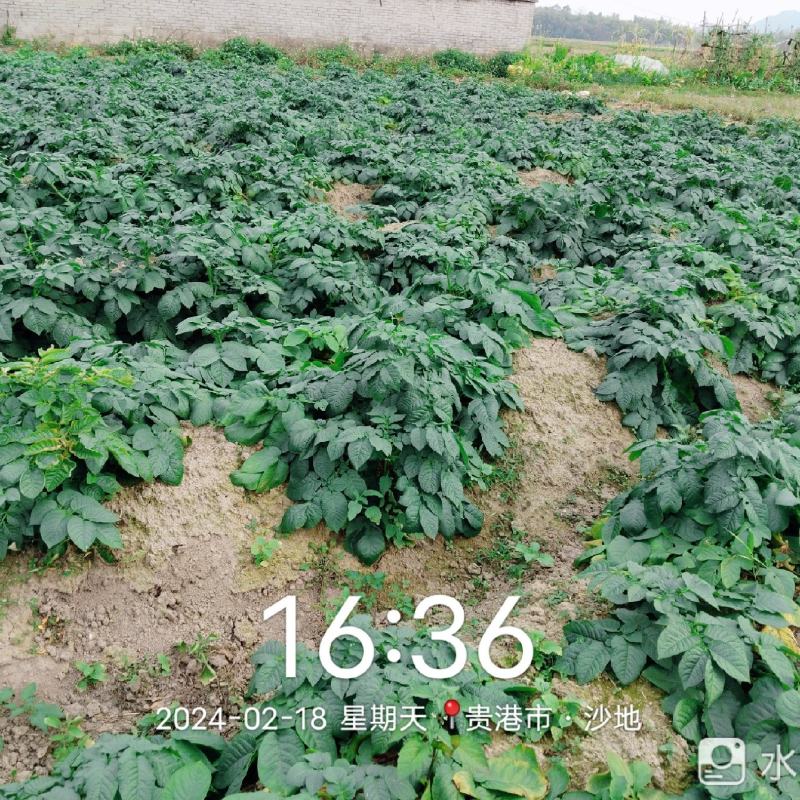 100多亩土豆，准备开挖，有老板收购吗？