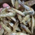 新鲜美味！精选干虾，营养丰富，口感鲜美，健康美味，值得品尝！