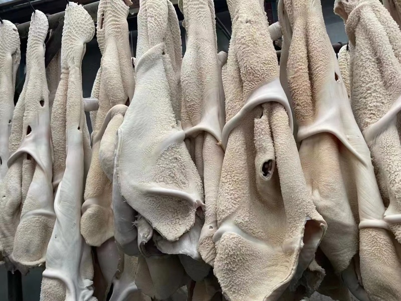 国产纯干半成品牛全肚，出称高，干净无油