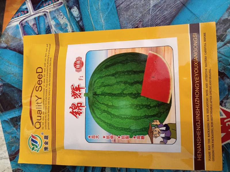 锦辉24天成熟瓤大红高品质耐重茬单瓜5公斤