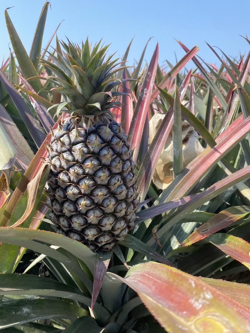 海南菠萝大量上市精品凤梨一手货源自己基地诚信经营