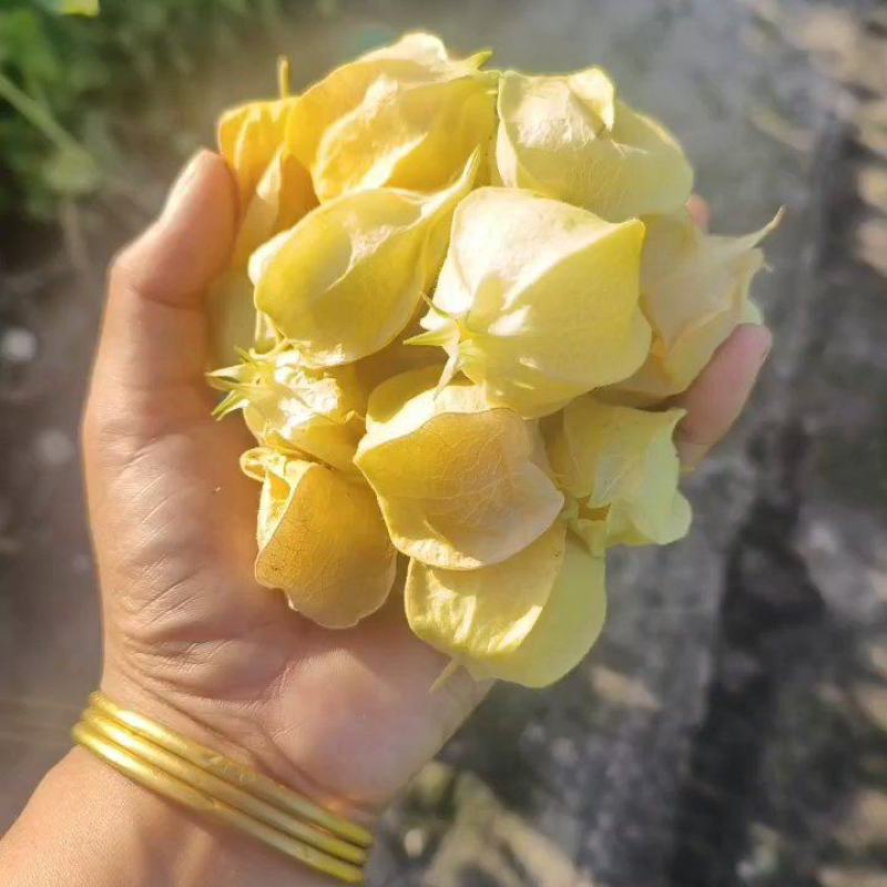 黄菇娘种植基地，大量批发，一件代发，优质售后，诚邀合作