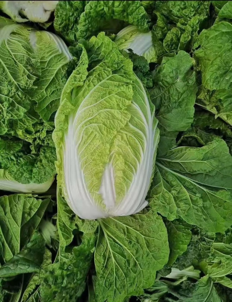 白菜产地直发常年供货