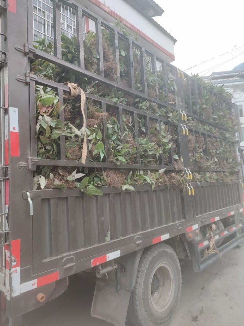 淫羊藿苗柔毛淫羊藿种苗优质柔毛品种甘肃陇南产地直发