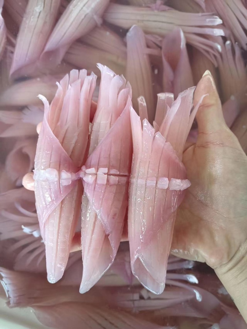 厂家直销：一手货源.鱿鱼、火箭鱿鱼