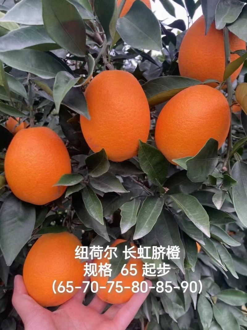 纽荷尔橙，脐橙，现采现发，对接商超，电商，市场各种平台