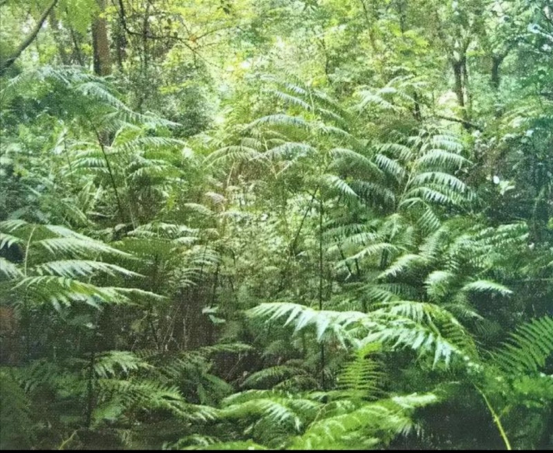 真山粉