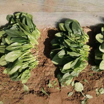 菠菜黑苗红根山东、内蒙产地常年供应