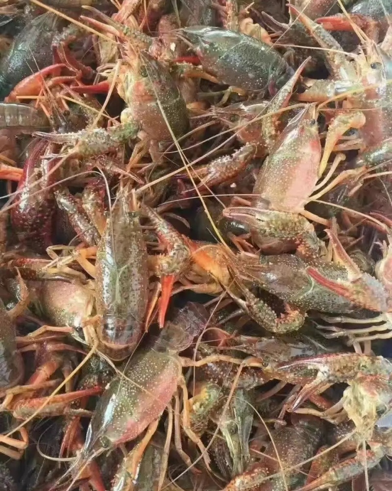 洪湖小龙虾，潜江小龙虾，肉质饱满，一手出货，各规格都有。