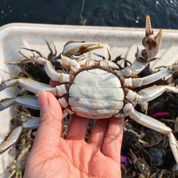湖北洪湖大闸蟹量大优质可保规格全母蟹2母-4母