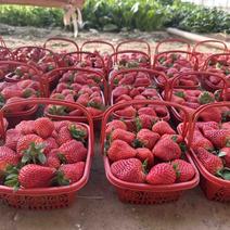 红颜草莓，寻求批发商长期合作