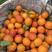 重庆塔罗科血橙树上成熟大量上市口感爆棚欢迎品尝