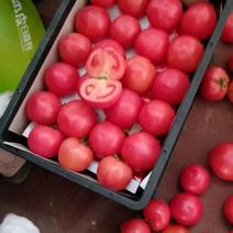 西红柿硬粉大红串果大量现货供应中