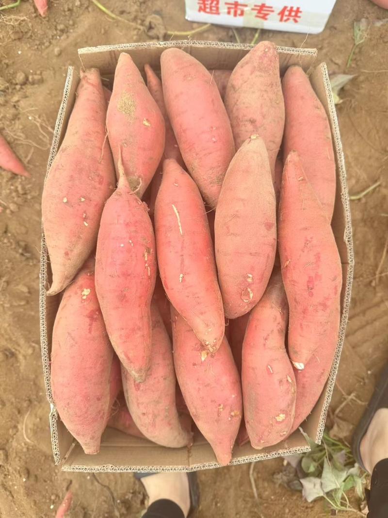 【热卖中】湛江西瓜红红薯大量供货市场电商平台工厂