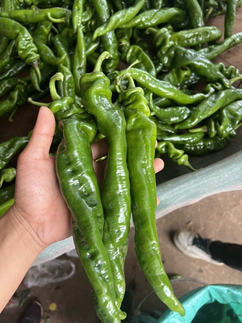 鲜辣椒，中陇椒，螺丝椒，品质保证，欢迎采购