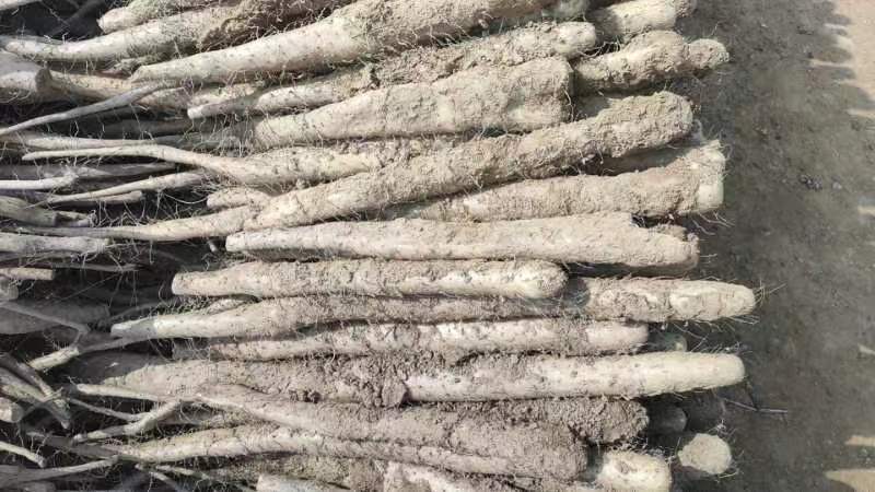 温县陈集村铁棍山药采收现场