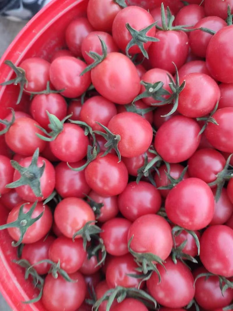 贝贝圣女果西红柿现在大量上市有意者请联系