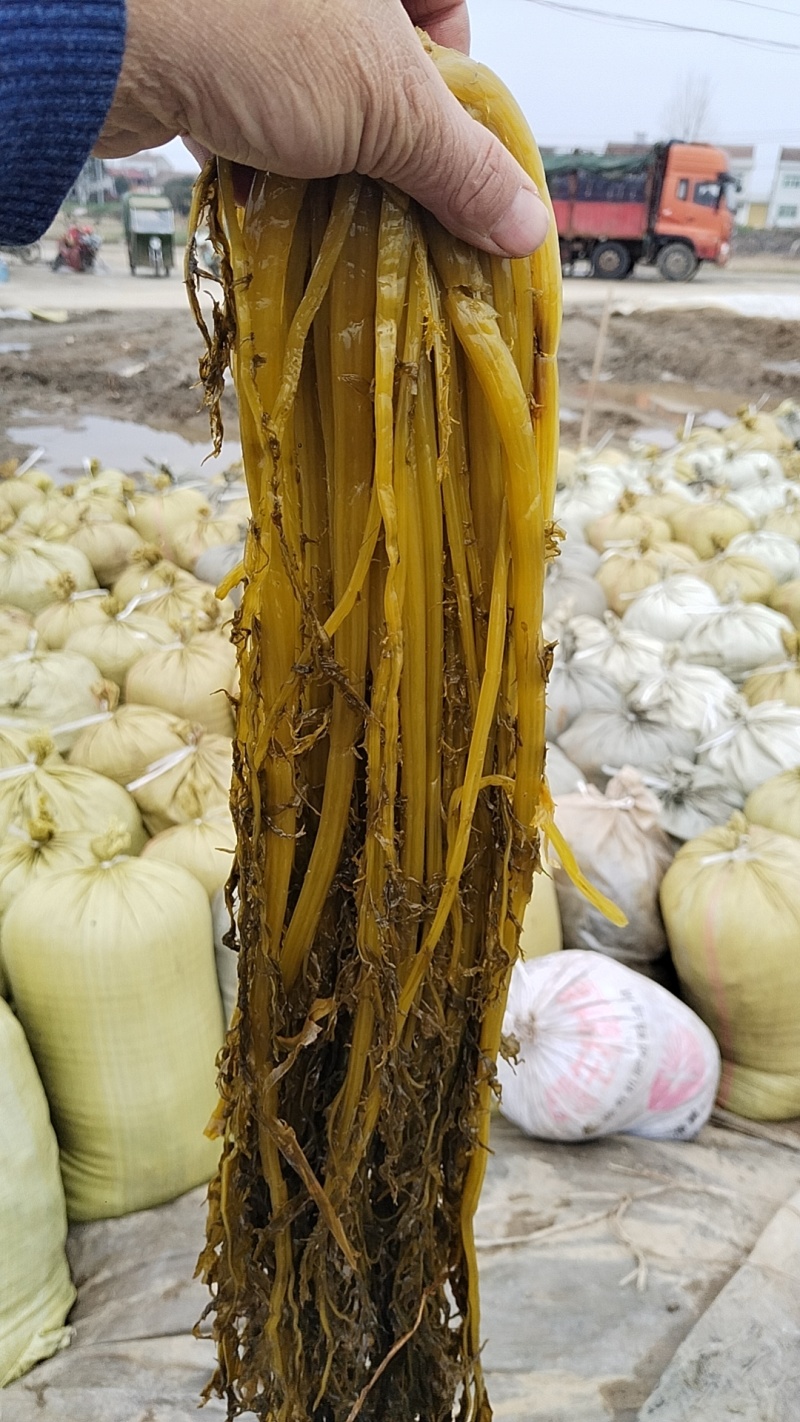 荆门钟祥干雪里红碎梅干菜切段8成干资质齐全常年供货承接加工