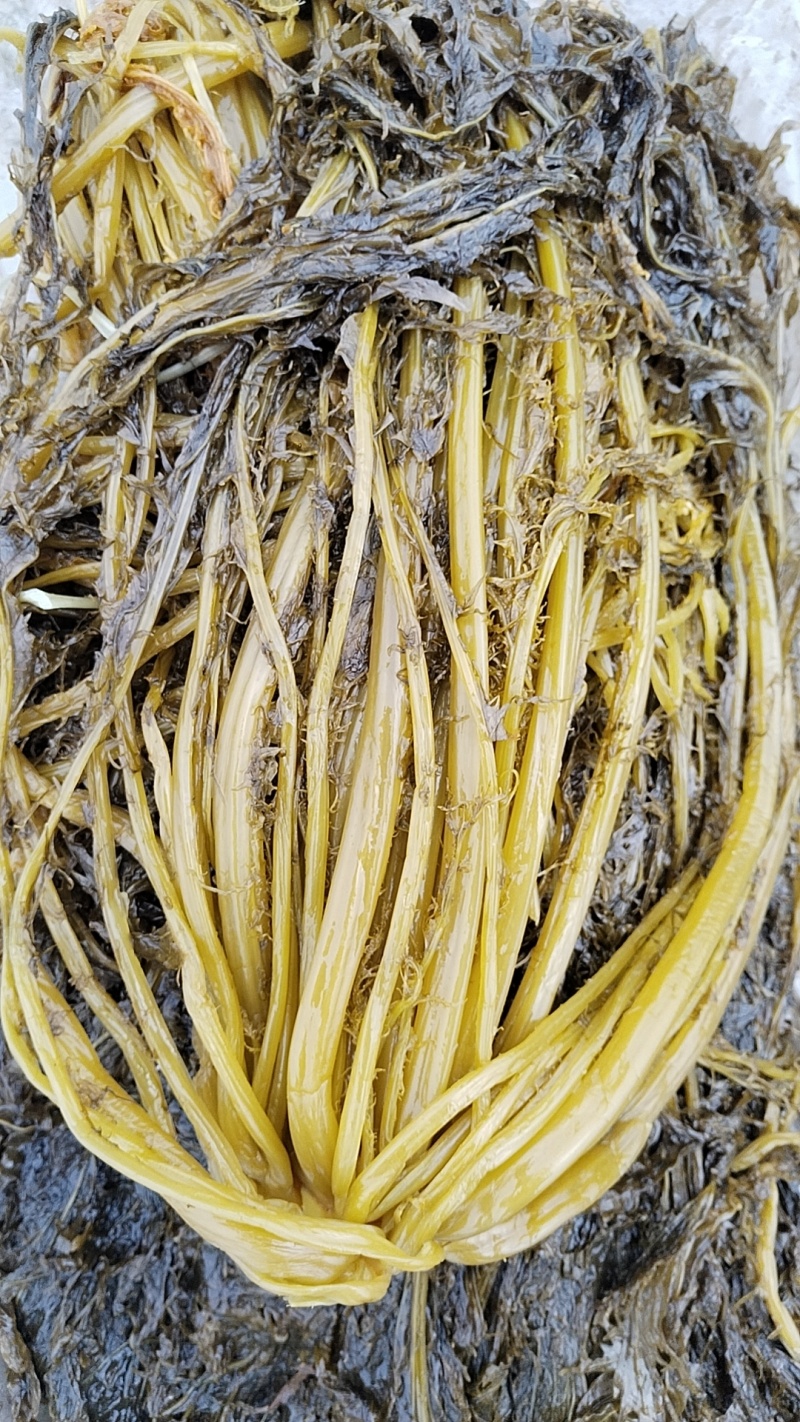 荆门钟祥干雪里红碎梅干菜切段8成干资质齐全常年供货承接加工