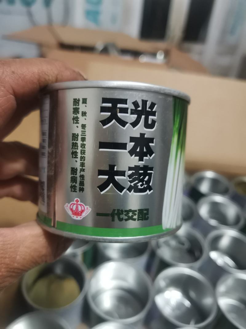 葱苗