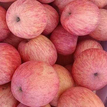 精品红富士苹果，口感脆甜，产地大量现货，整车发货全国代发