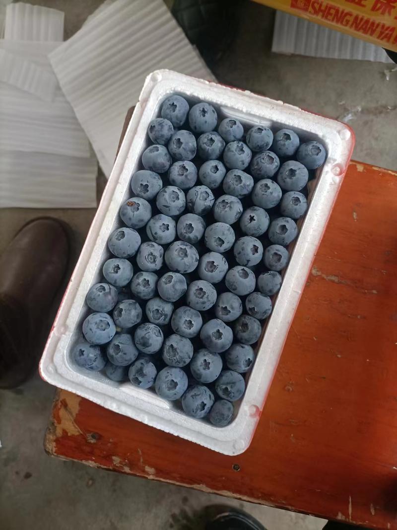 山东蓝莓L25H5优瑞卡高品质口感好全国代发