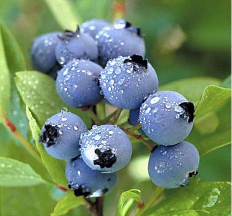 山东蓝莓L25H5优瑞卡高品质口感好全国代发