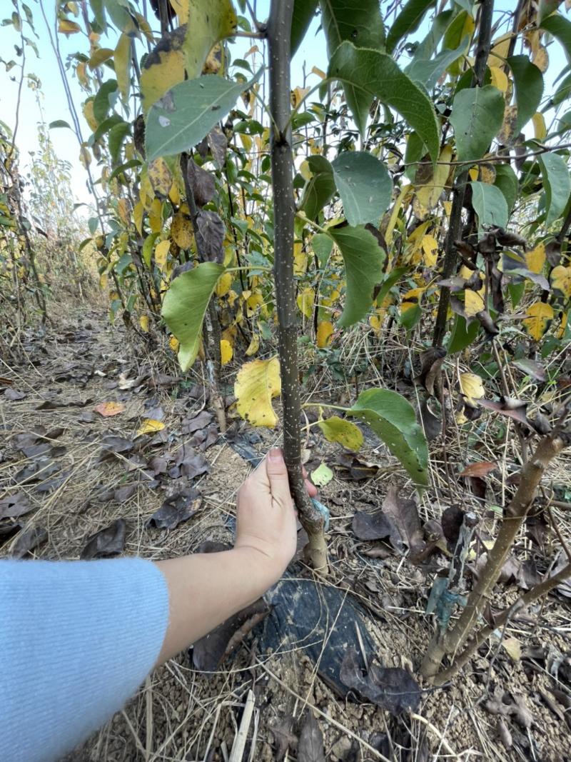 正宗山农酥梨脱毒种苗一年生二年生基地直发现挖现发