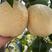 山农酥梨正宗种苗优选杜梨砧木基地直发