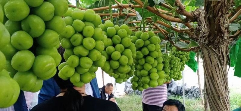 出售各种葡萄苗