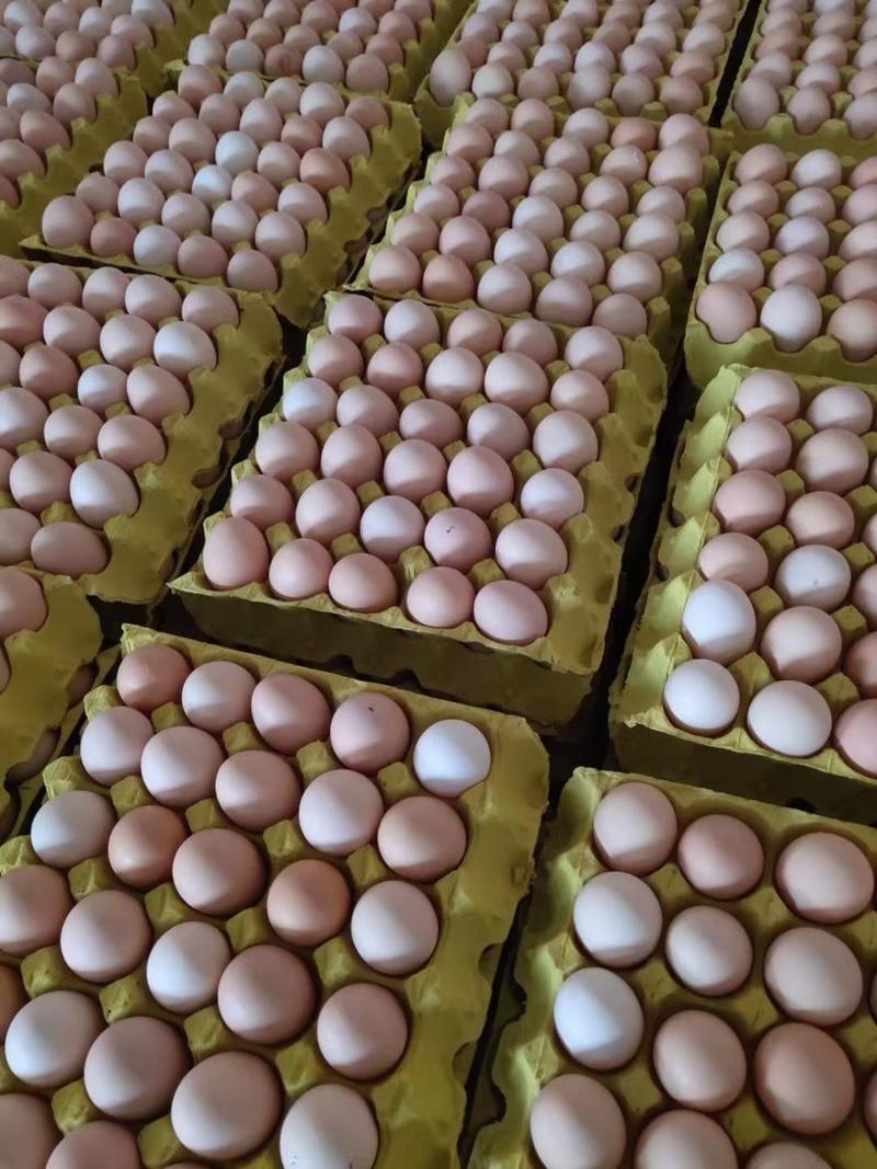 精品土鸡蛋大量供应产地直发保质保量，养殖基地直发各种规格
