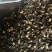 羊肚菌5到8公分量大从优