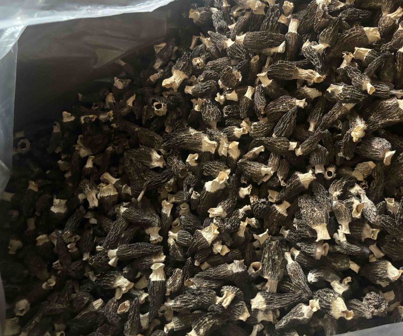 羊肚菌5到8公分量大从优