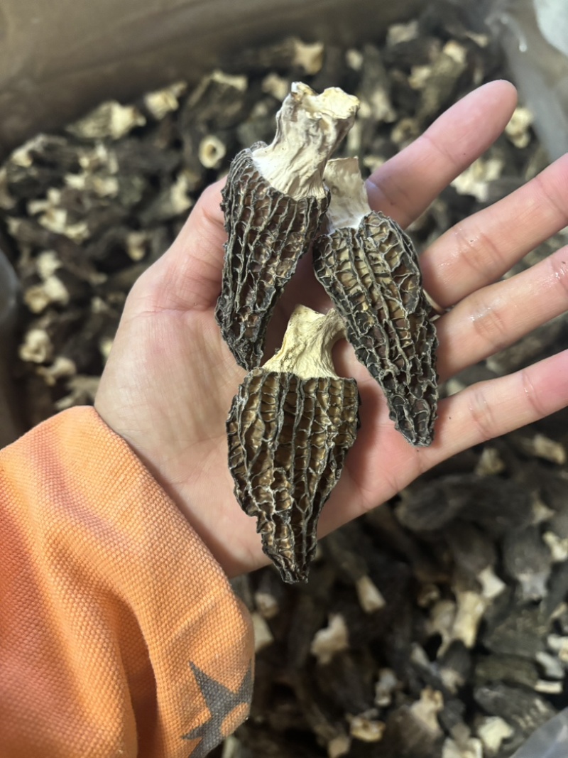 羊肚菌5到8公分量大从优