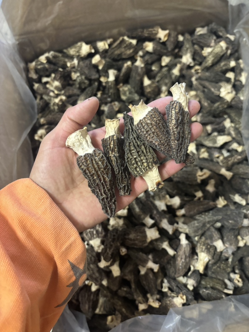 羊肚菌5到8公分量大从优