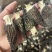 羊肚菌5到8公分量大从优
