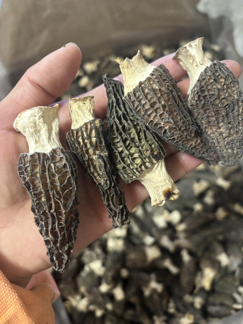 羊肚菌5到8公分量大从优