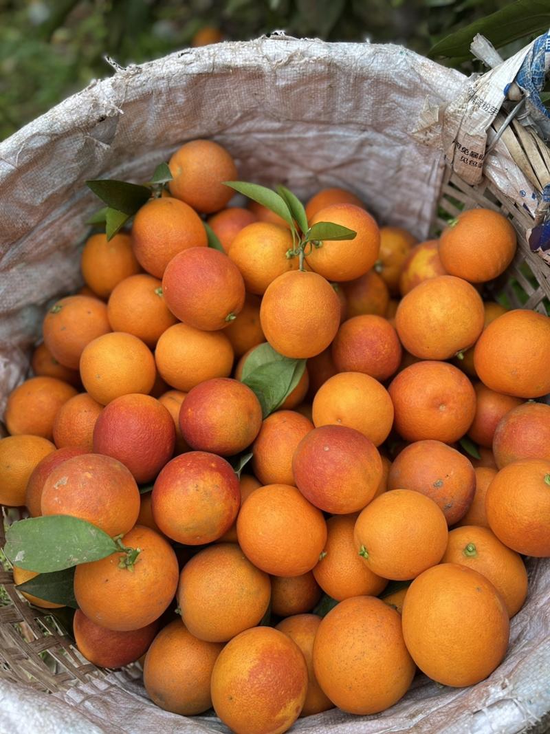 重庆血橙生长在长江边原生态自然成熟口感爆棚欢迎品尝