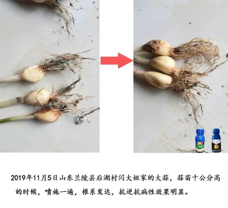 蒜喜抗重茬控旺膨大提前10天上市抗旱抗涝