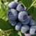 精品蓝莓瑞卡薄雾莱克西绿宝石蓝莓精选大果保证品质
