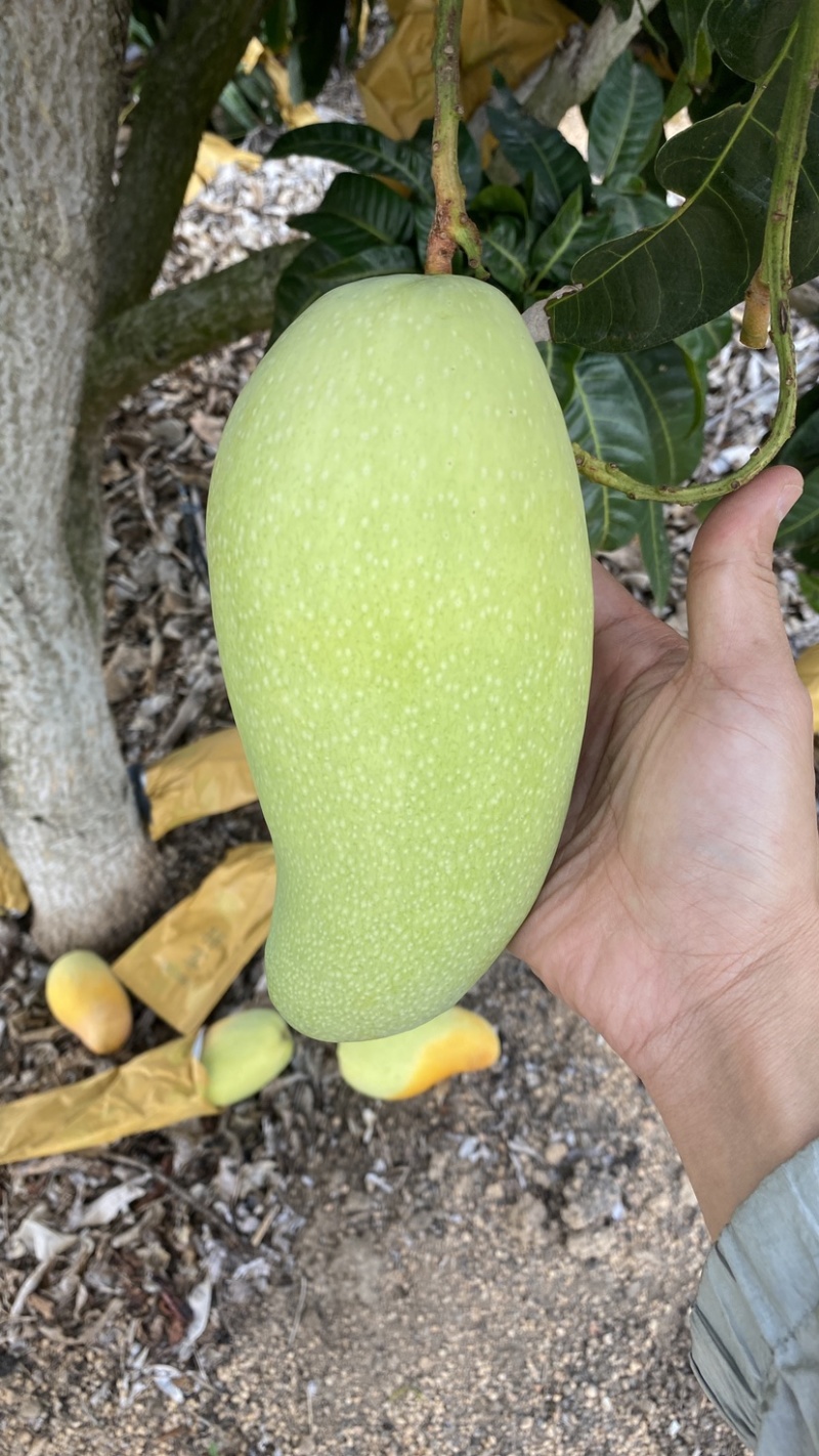 海南套袋金煌芒（水仙），可代发整车：物流，一条龙服务
